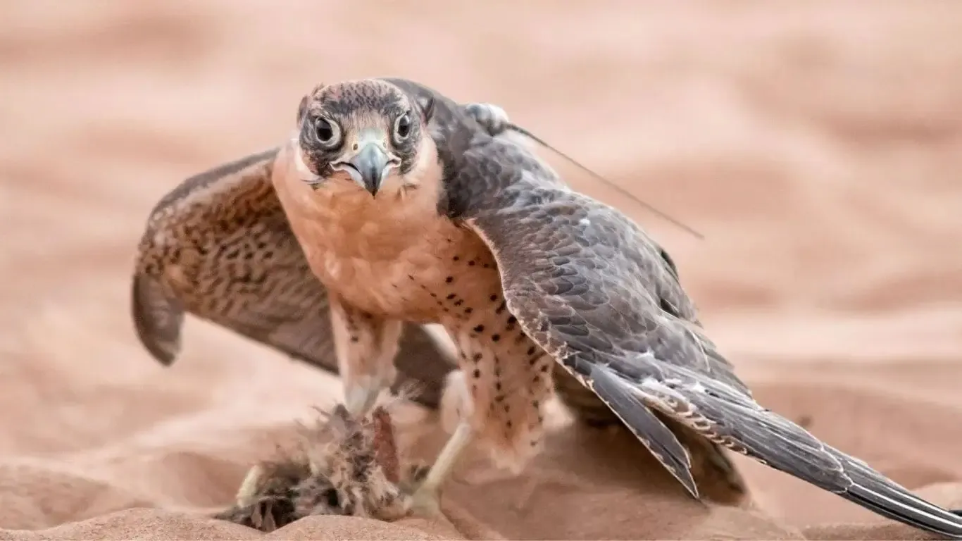 Eagle Show Dubai